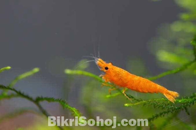 Shrimp all Colour